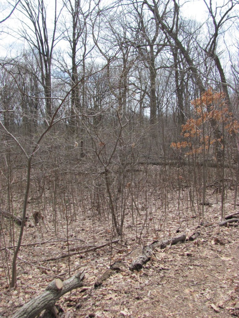 Spicebush Blooms in Morris park, Philadelphia, Pennsylvania. April 8th, 2014. www.thesanguineroot.com