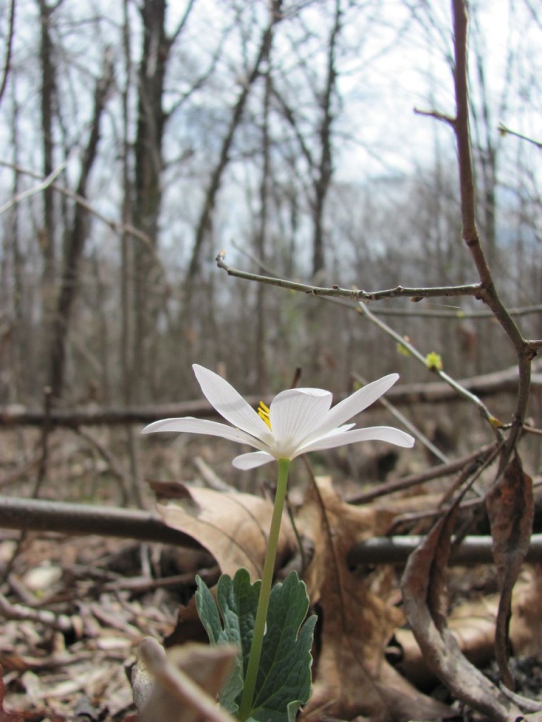  Bloodroot blooms in area once dominated by Multiflora rose and Japanese Honeysuckle. www.thesanguineroot.com 