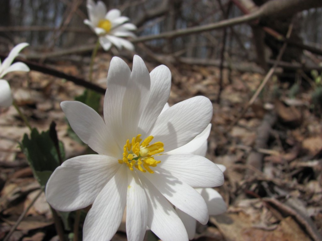 Bloodroot blooms in area once dominated by Multiflora rose and Japanese Honeysuckle. www.thesanguineroot.com 