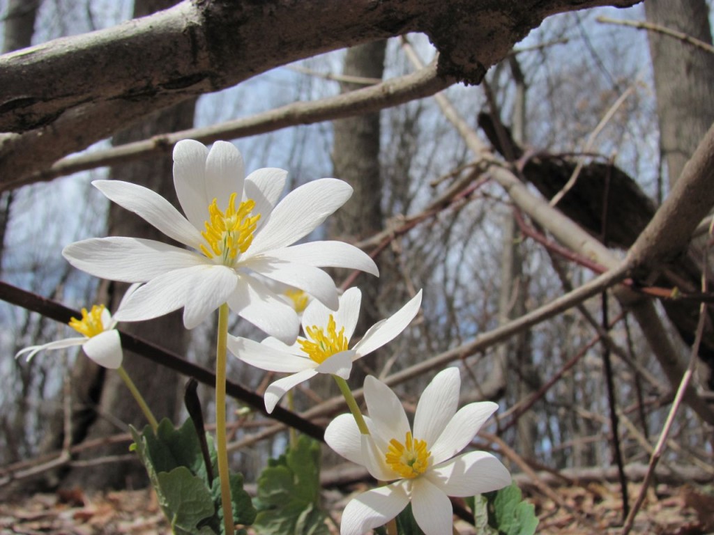 Bloodroot blooms in area once dominated by Multiflora rose and Japanese Honeysuckle. www.thesanguineroot.com 