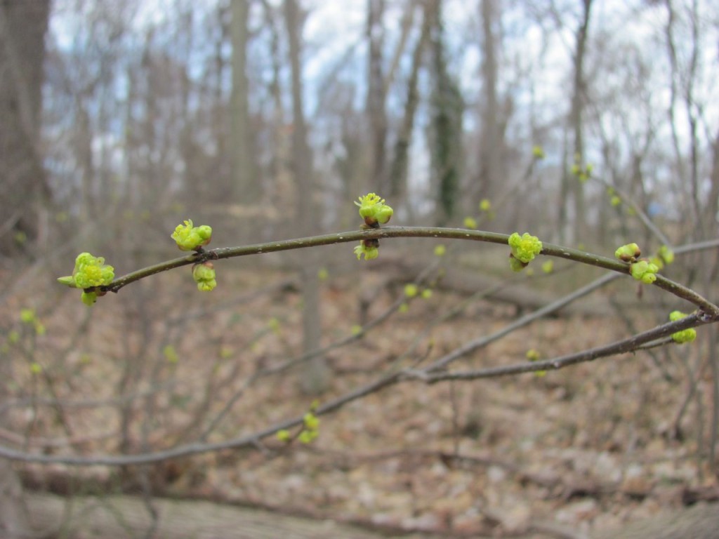 Spicebush Blooms in Morris park, Philadelphia, Pennsylvania. April 8th, 2014. www.thesanguineroot.com