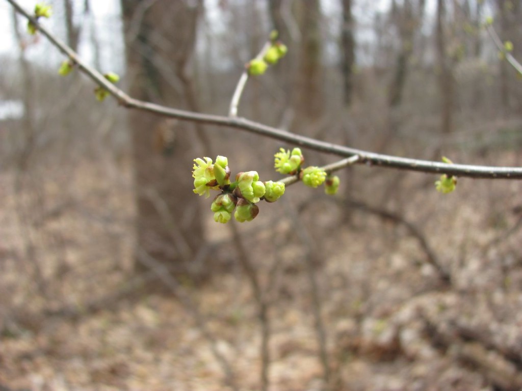 Spicebush Blooms in Morris park, Philadelphia, Pennsylvania. April 8th, 2014. www.thesanguineroot.com