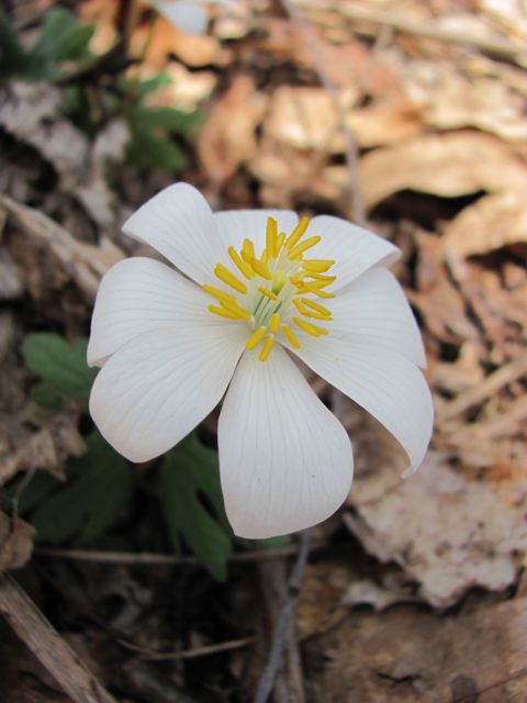 Bloodroot blooms in Morris Park, Philadelphia, April, 9, 2014, www.thesanguineroot.com