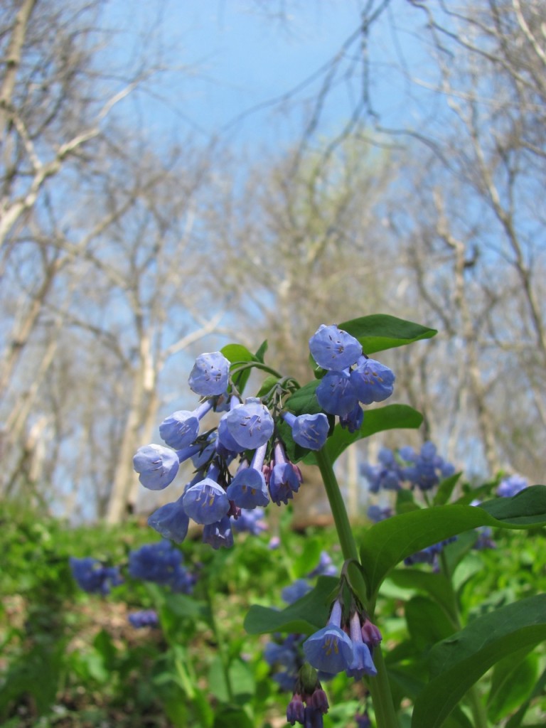 Shenks Ferry Wildflower Preserve, April, 19th, 2014.www.thesanguineroot.com