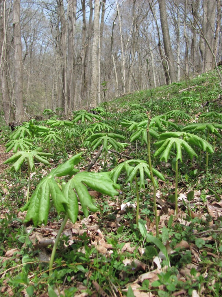 Shenks Ferry Wildflower Preserve. www.thesanguineroot.com