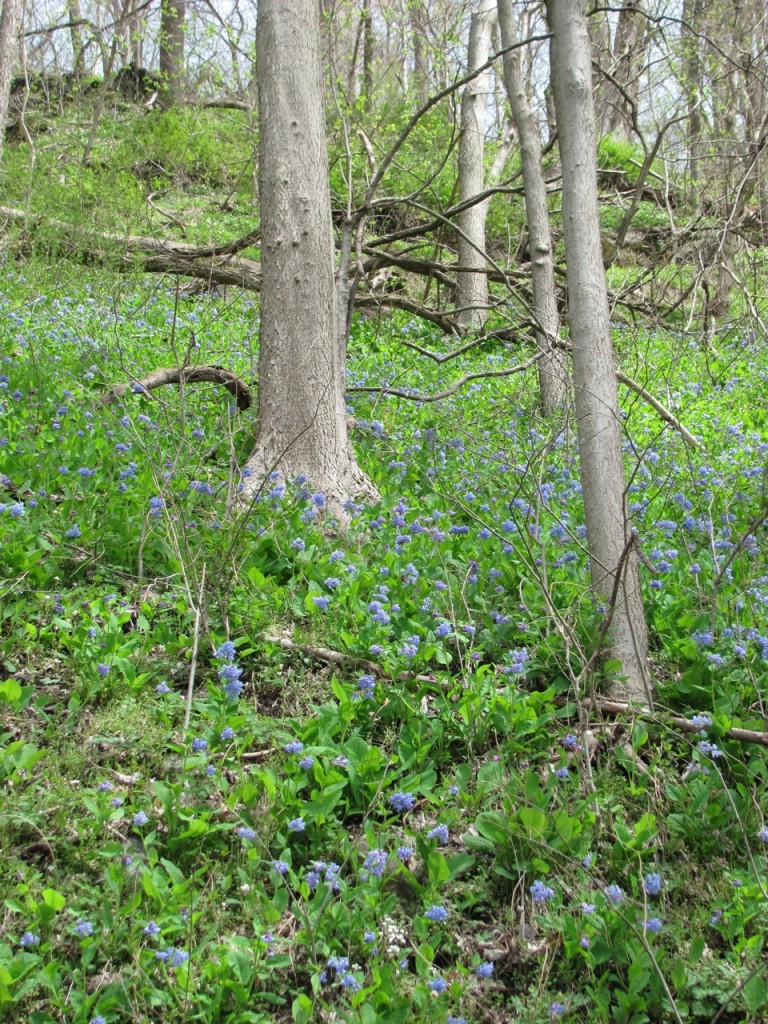 Shenks Ferry Wildflower Preserve. www.thesanguineroot.com