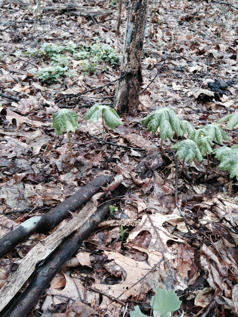 A small patch of Lesser Celandine is removed using a hand shovel.www.thesanguineroot.com