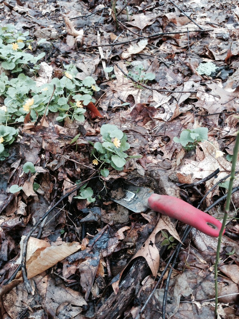 A small patch of Lesser Celandine is removed using a hand shovel.www.thesanguineroot.com