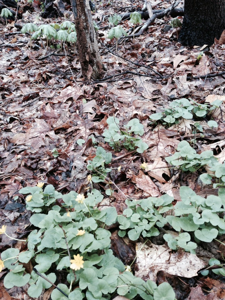 A small patch of Lesser Celandine is removed using a hand shovel.www.thesanguineroot.com