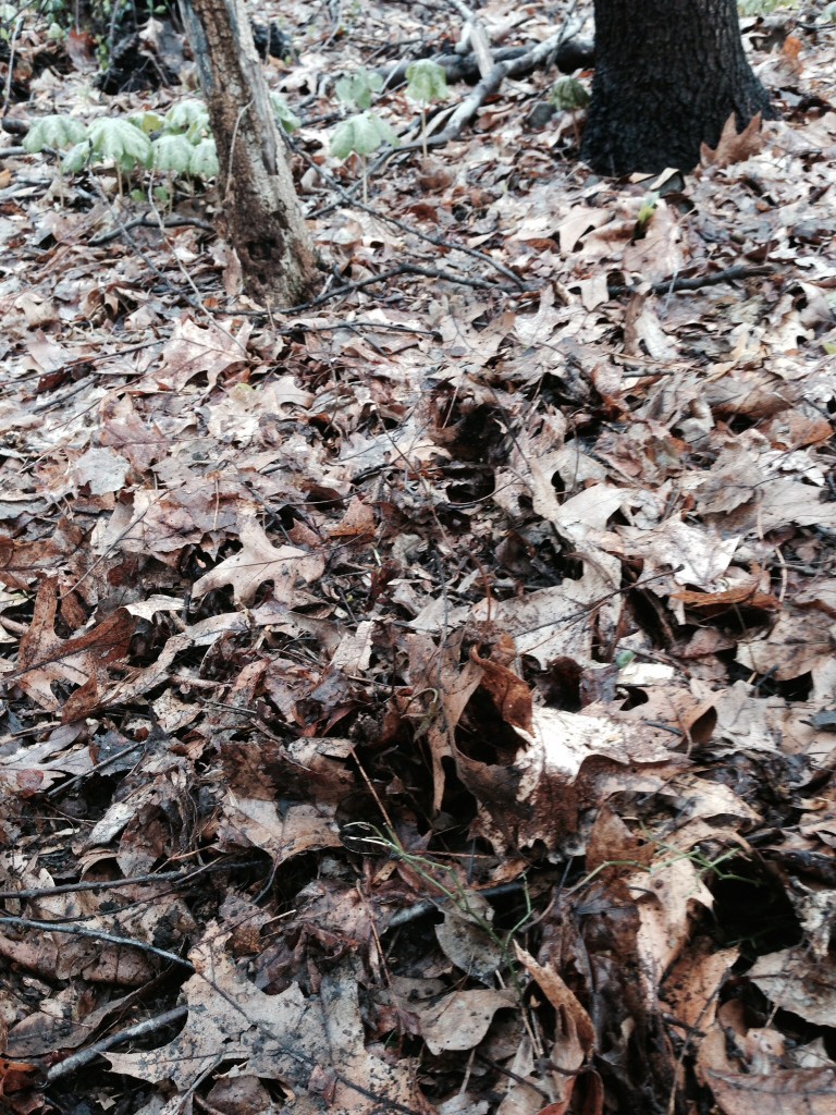 A small patch of Lesser Celandine is removed using a hand shovel.www.thesanguineroot.com