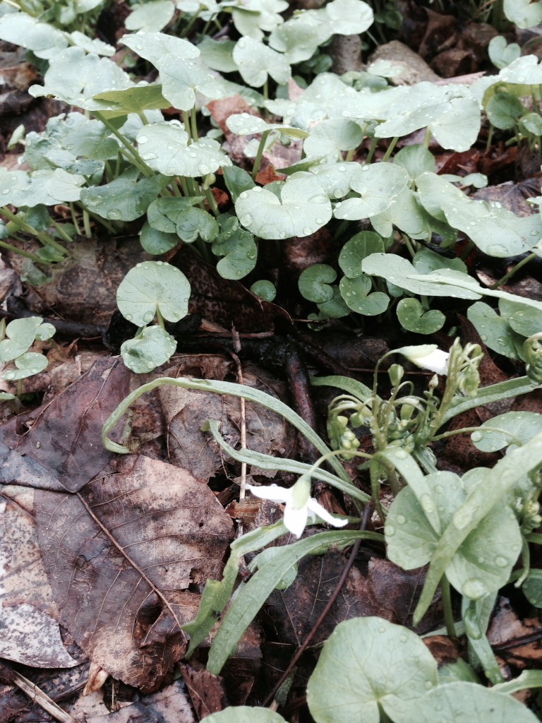 Lesser Celandine crowds the native Spring Beauty wildflower.www.the sanguineroot.com