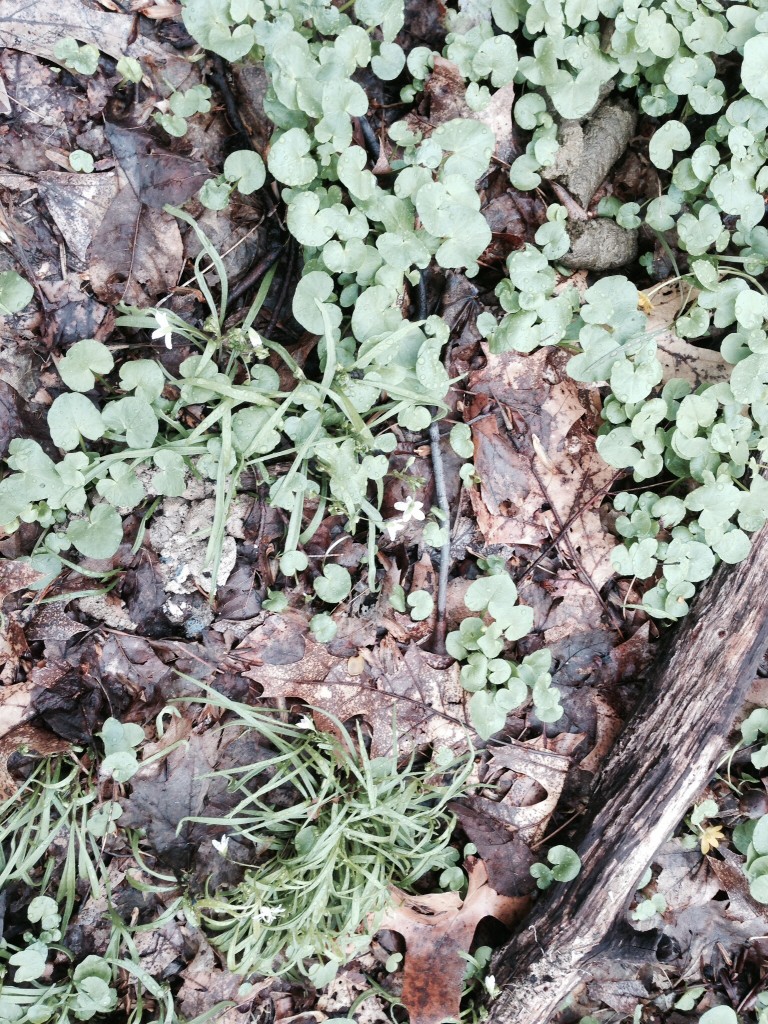 Lesser Celandine crowds the native Spring Beauty wildflower.www.the sanguineroot.com