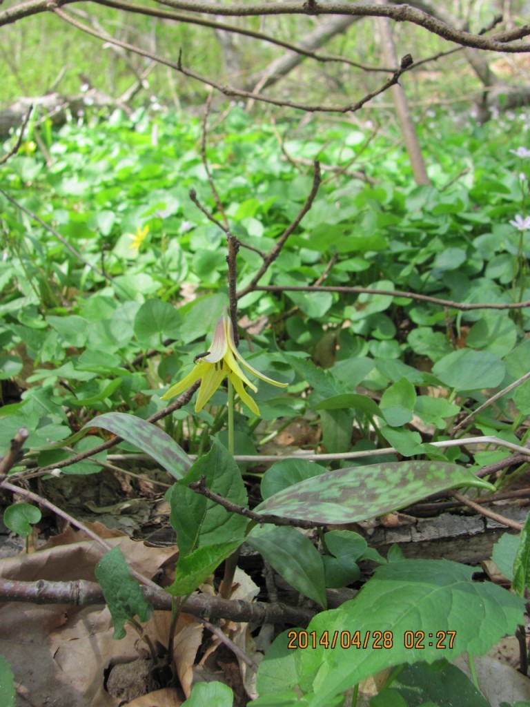 Lesser Celandine crowds Trout Lilies in West Fairmount Park, Philadelphia, www.thesanguineroot.com