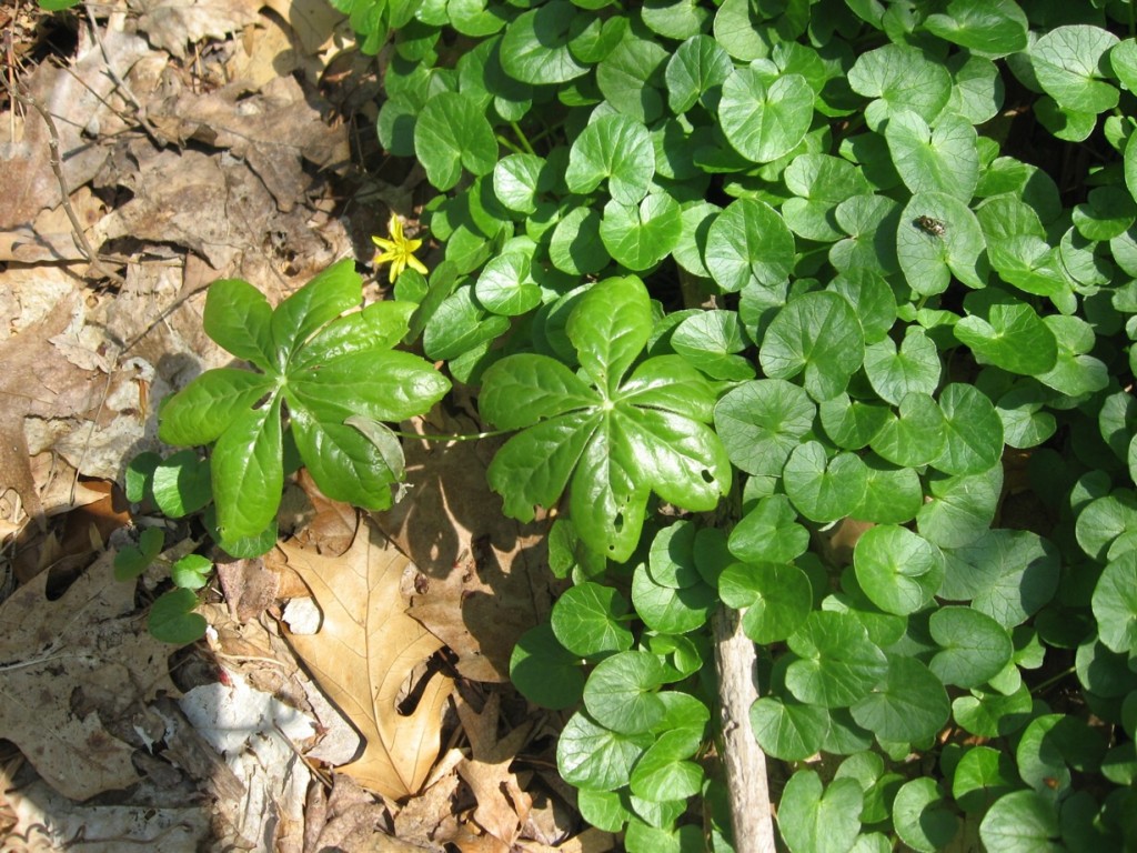 Lesser Celandine crowds Mayapple