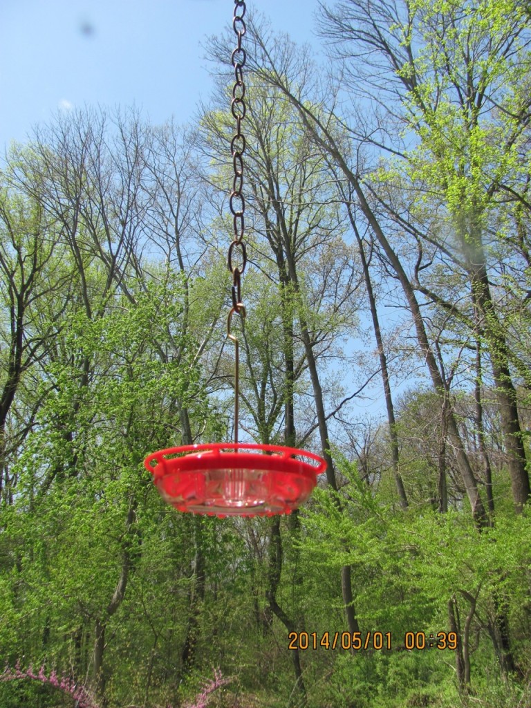 Our brand-new hummingbird feeder is installed www.thesanguineroot.com