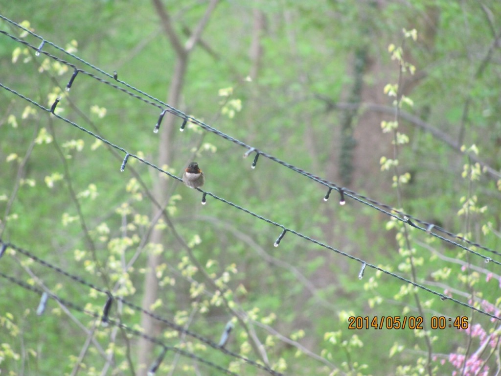 Hummingbirds have arrived in our yard.www.thesanguineroot.com