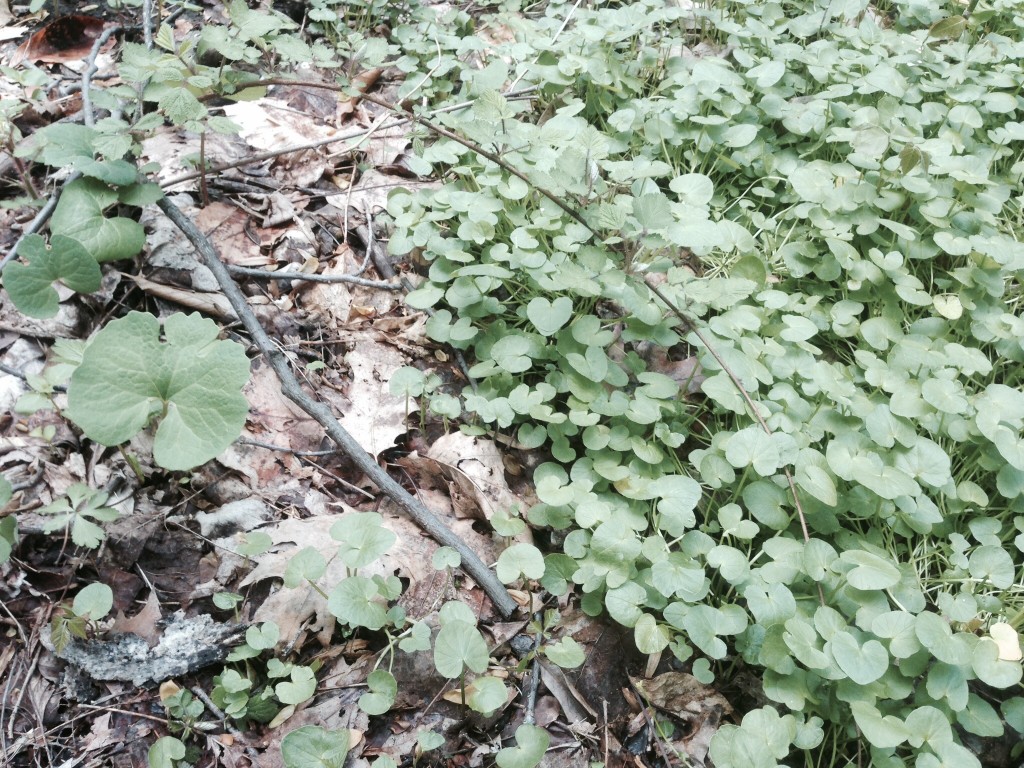  Bloodroot threatened by Lesser Celandine.www.thesanguineroot.com