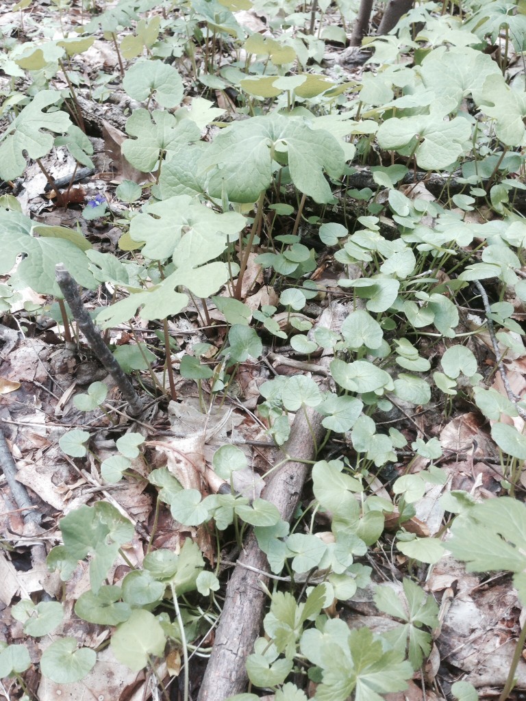 Bloodroot threatened by Lesser Celandine.www.thesanguineroot.com