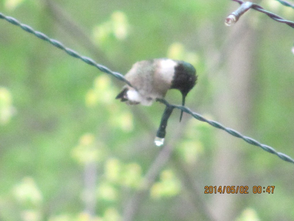 Hummingbirds have arrived in our yard.www.thesanguineroot.com