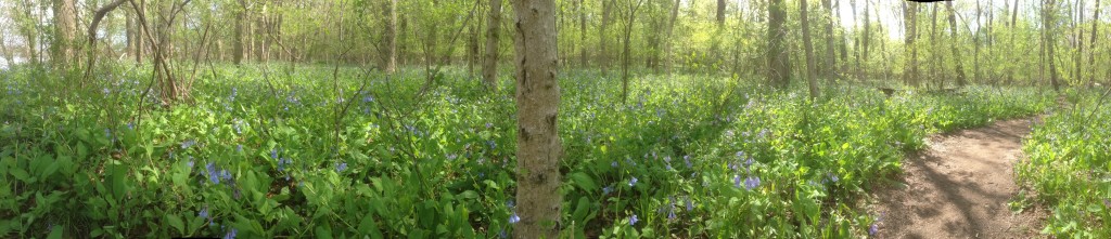 Bluebells in the Susquehanna River Floodplain, Susquehanna State Park, Maryland. Www.thesanguineroot.com