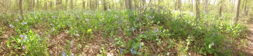 Bluebells in the Susquehanna River Floodplain, Susquehanna State Park, Maryland. Www.thesanguineroot.com