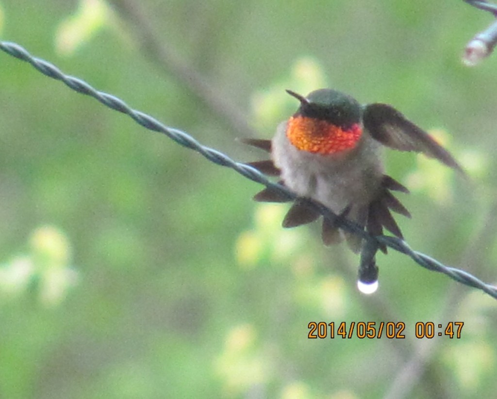 Hummingbirds have arrived in our yard.www.thesanguineroot.com