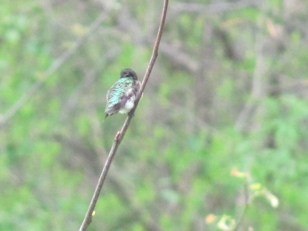 Hummingbirds have arrived in our yard.www.thesanguineroot.com
