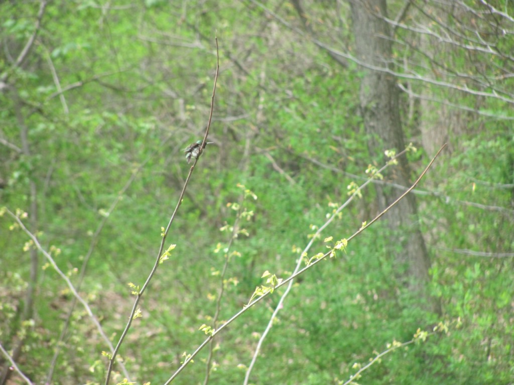 Hummingbirds have arrived in our yard.www.thesanguineroot.com