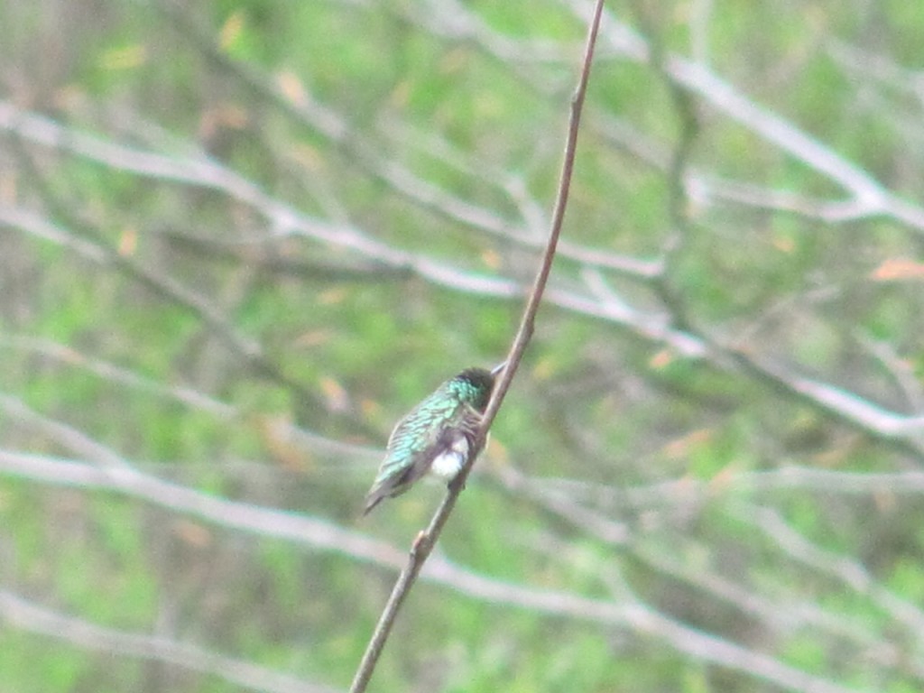 Hummingbirds have arrived in our yard.www.thesanguineroot.com