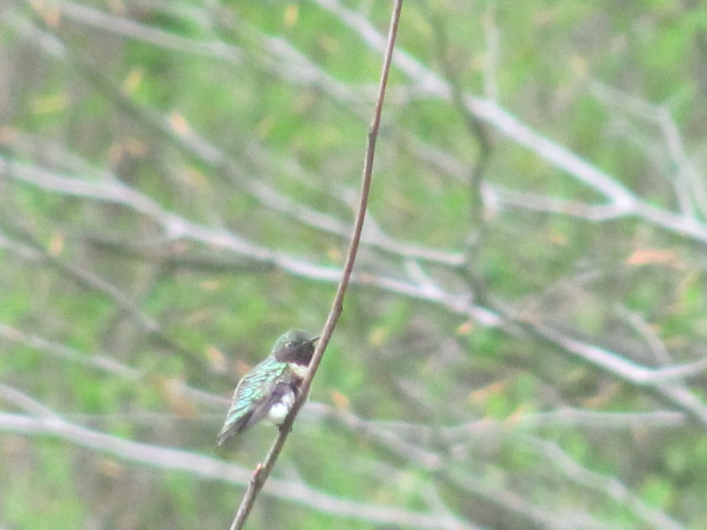 Hummingbirds have arrived in our yard.www.thesanguineroot.com