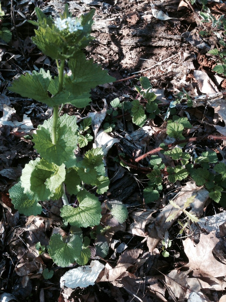 Garlic mustard in Morris park, Philadelphia www.thesanguineroot.com