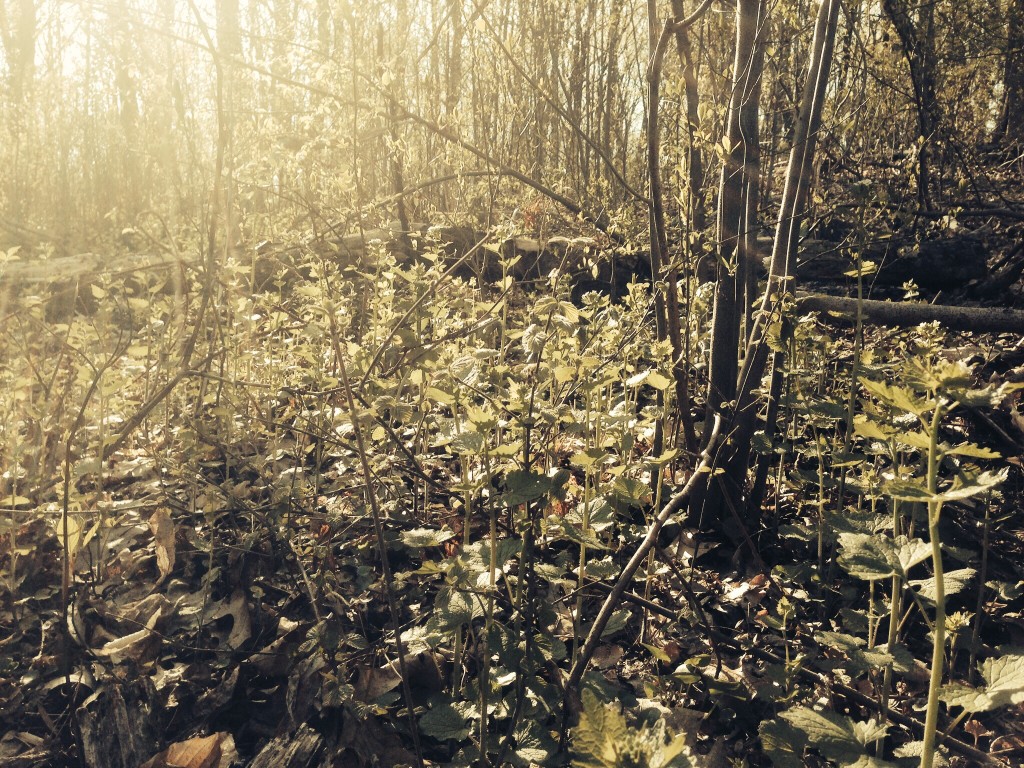 Garlic mustard in Morris park, Philadelphia www.thesanguineroot.com