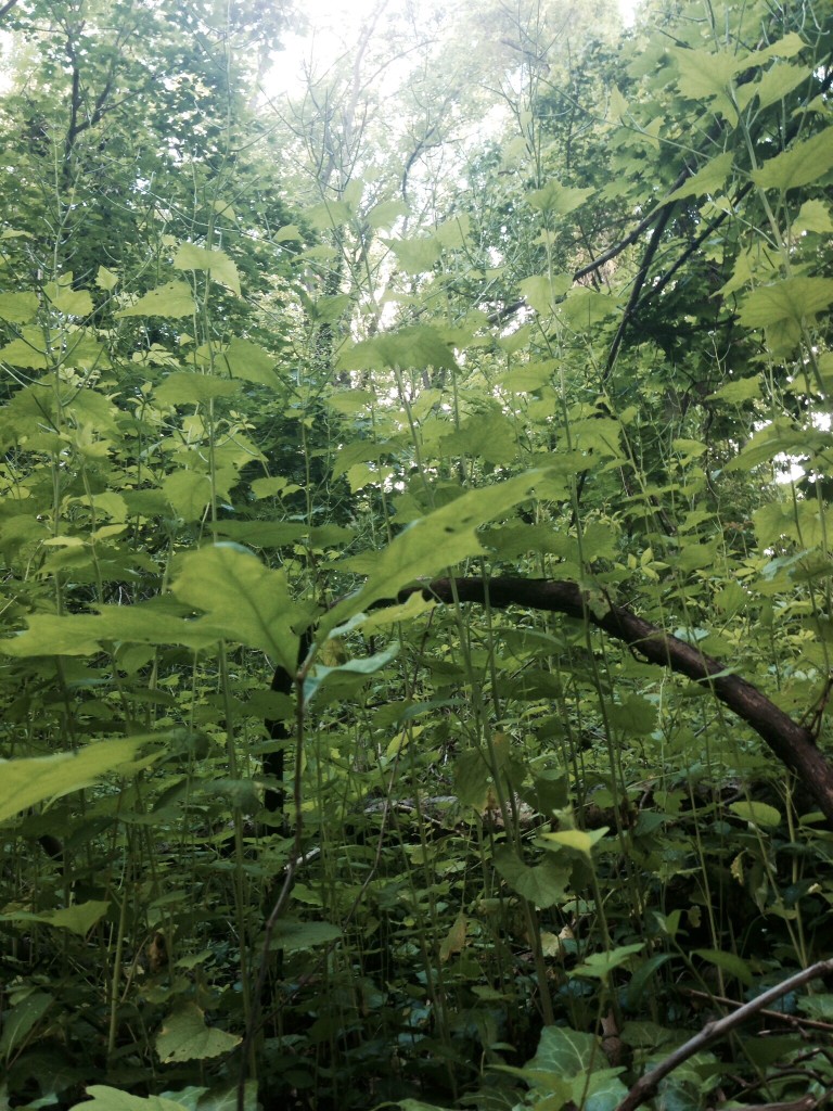 Garlic mustard in Morris park, Philadelphia www.thesanguineroot.com