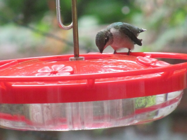 Hummingbird readies for migration. Www.thesanguineroot.com