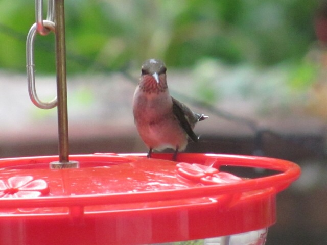 Hummingbird readies for migration. Www.thesanguineroot.com