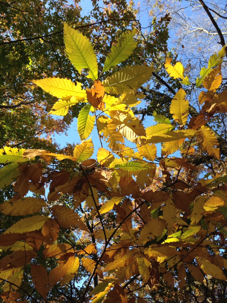 Castenea dentata, fall color