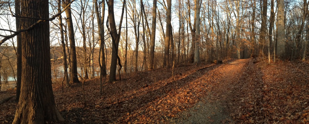 The Ash trees along the Boxers trail in East Fairmount Park, Philadelphia
