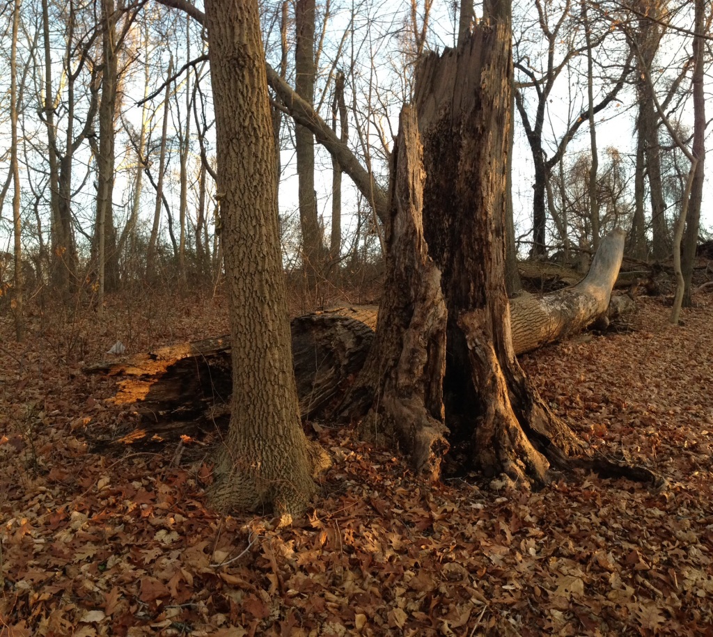 The Ash trees along the Boxers trail in East Fairmount Park, Philadelphia