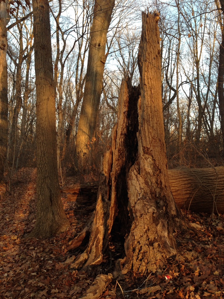 The Ash trees along the Boxers trail in East Fairmount Park, Philadelphia
