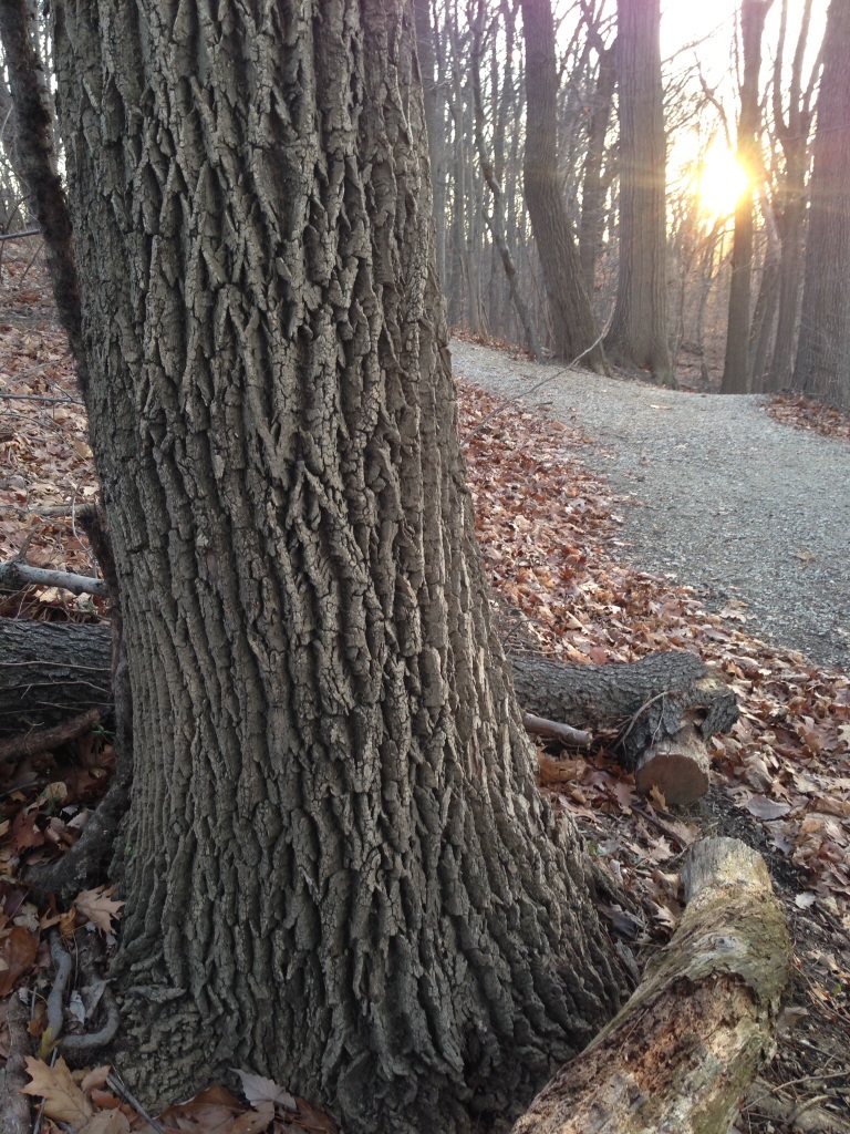 The Ash trees along the Boxers trail in East Fairmount Park, Philadelphia