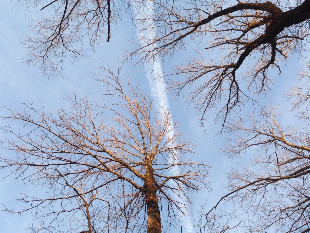 The Ash trees along the Boxers trail in East Fairmount Park, Philadelphia