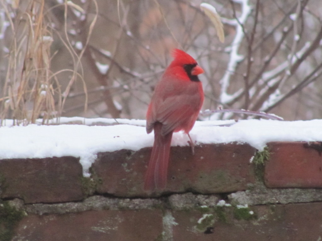 Cardinal in the snow, Morris Park, Philadelphia