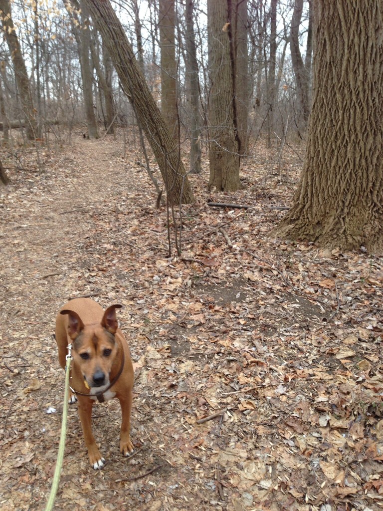 An overcast January day in Morris Park