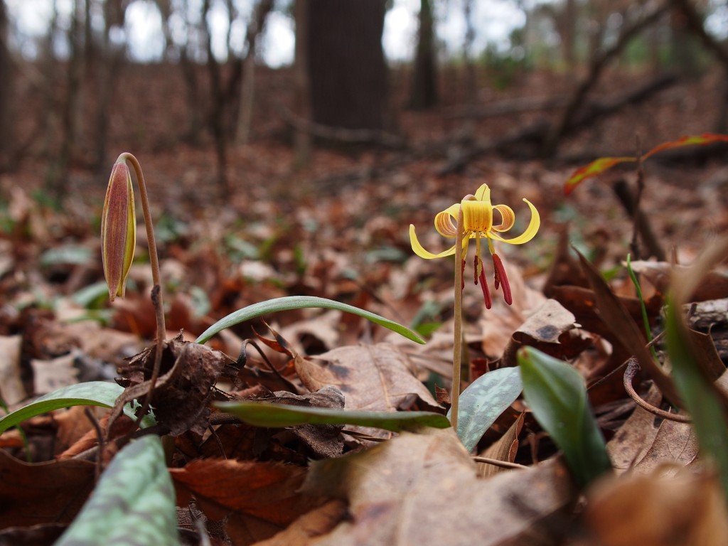 Wolf Creek Trout Lily Preserve February 1, 2015
