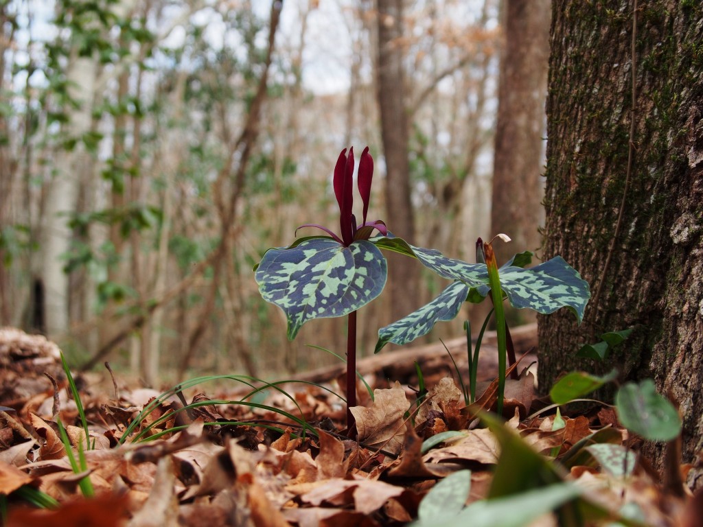 Wolf Creek Trout Lily Preserve February 1, 2015