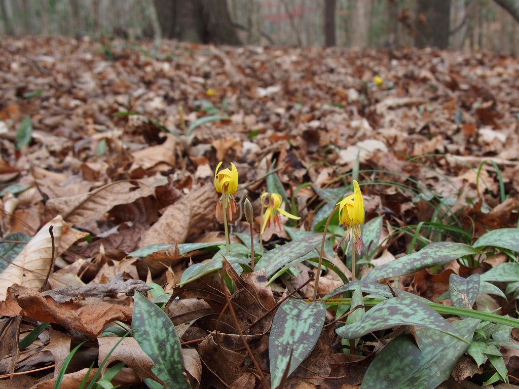 Wolf Creek Trout Lily Preserve February 1, 2015