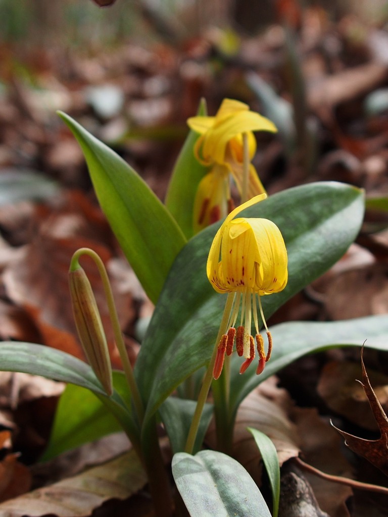 Wolf Creek Trout Lily Preserve February 1, 2015