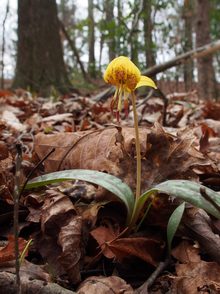 Wolf Creek Trout Lily Preserve February 1, 2015