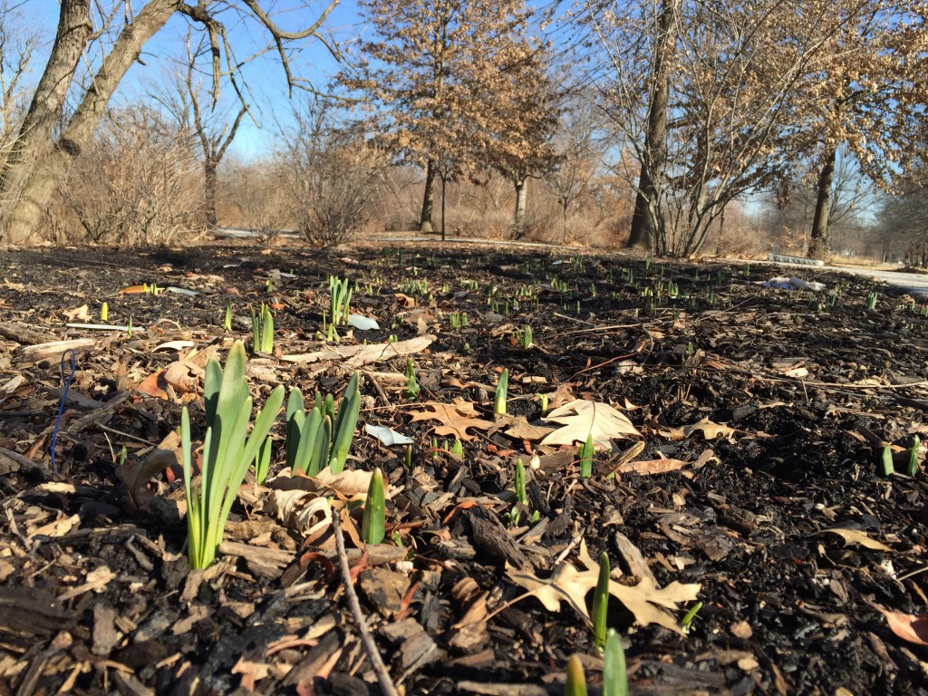 Dafoe deals emerging from the earth in West Fairmount Park