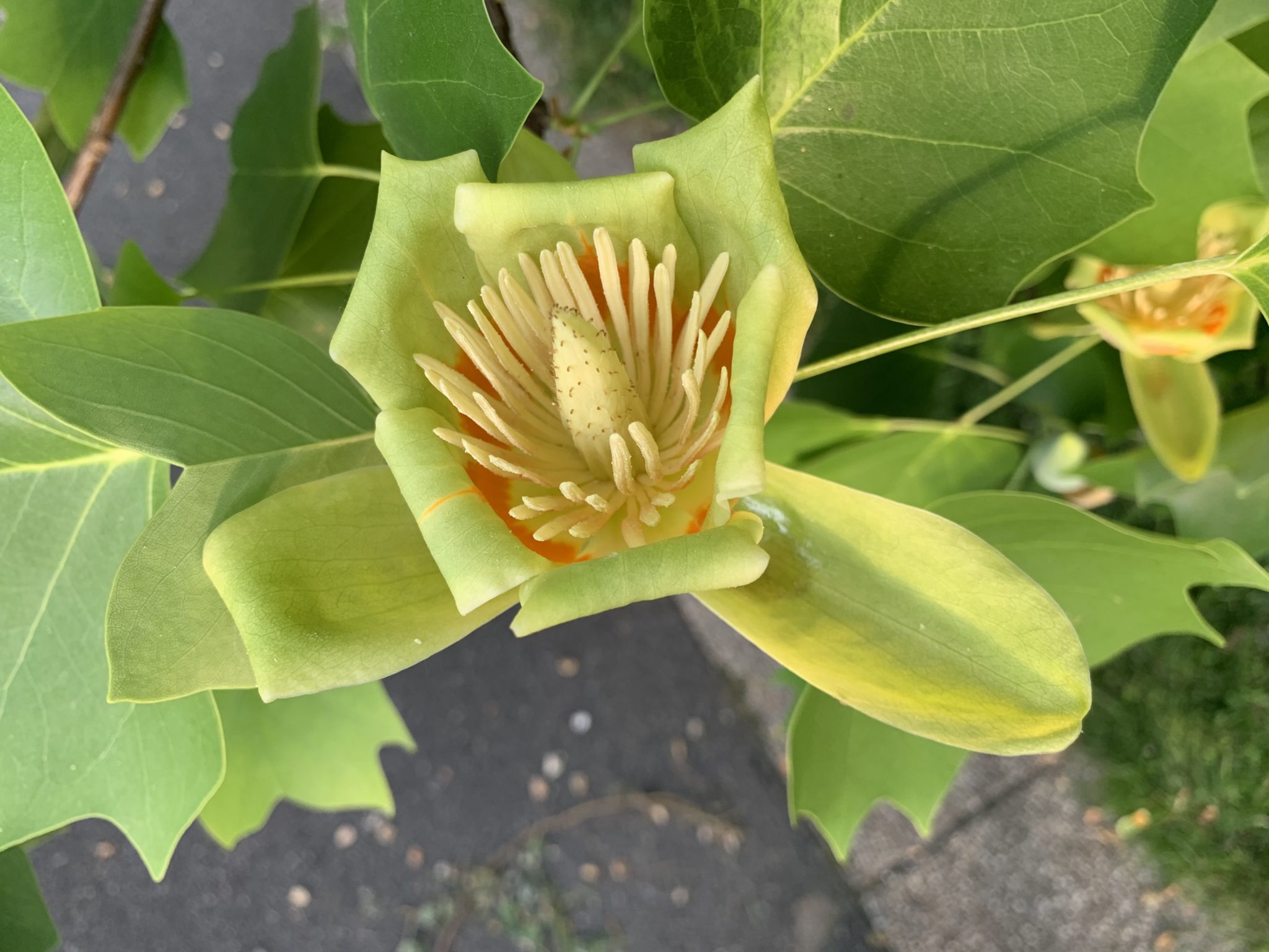 Tulip Poplar blooming at a rare close up view in West Fairmount Park